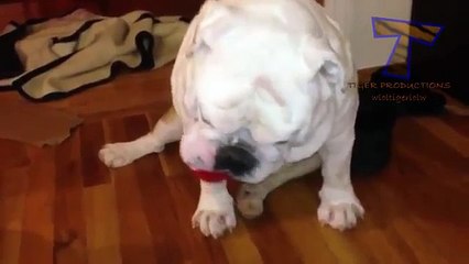 Лучшие смешные и милые собаки (сборник)