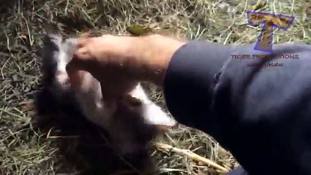 Милые маленькие котята - смешные котята подборка