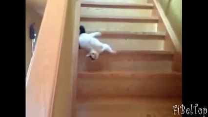 동물 용 사다리. 동물과 계단