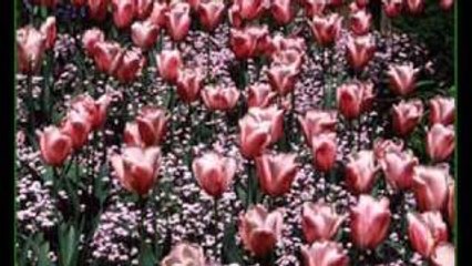 Huzur Veren Fon Müzik