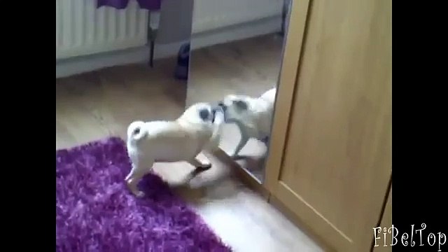 パグは、ミラーに反映されます。ミラーに対するパグ