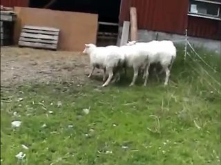 ウサギは恐怖を与えました。おかしいバニー追っかけ羊