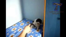 トップ面白いとかわいい猫と猫 - おかしいビデオ（コレクション）