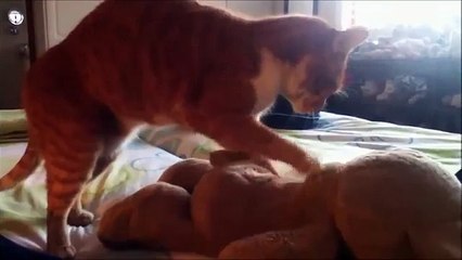 テディベアのファン。猫とぬいぐるみ