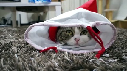 キュートで面白い猫。おかしい猫のHD