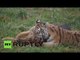 Like cats & dogs: Tigers and German Shepherds socialize in Slovakia