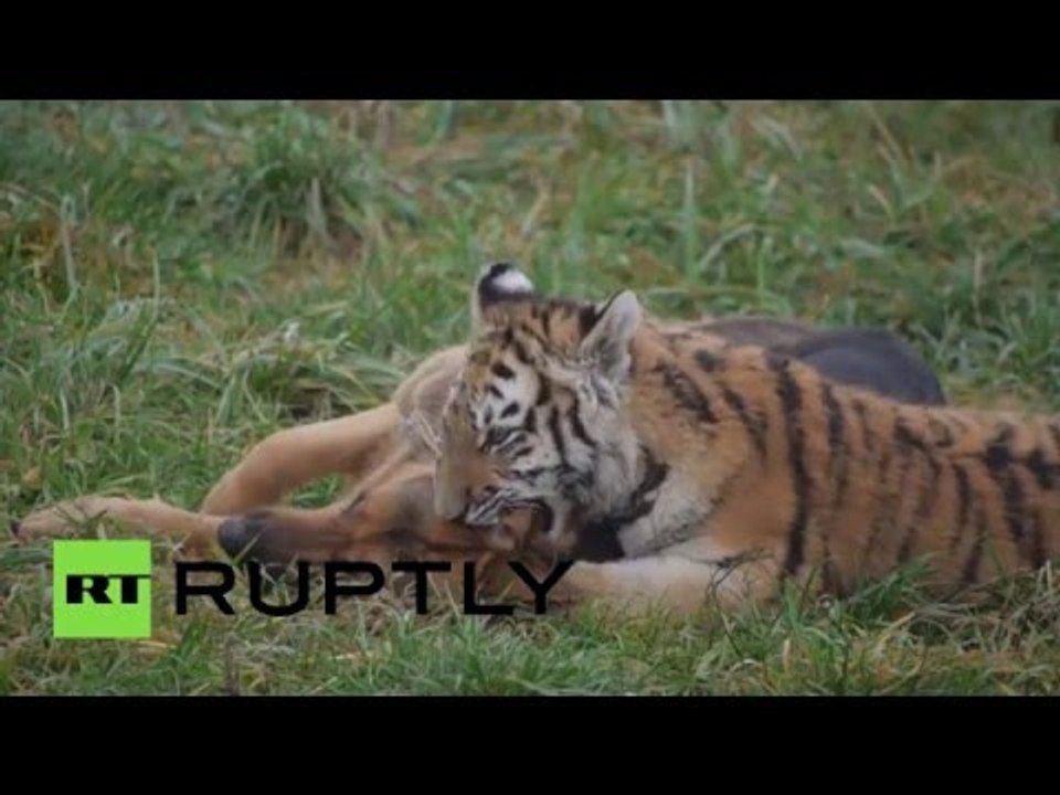 Like cats & dogs: Tigers and German Shepherds socialize in Slovakia