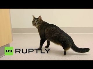 Meet Vincent: 1st cat with titanium hind limbs
