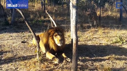 She's behind you! Lioness sneaks up on lion & makes him jump