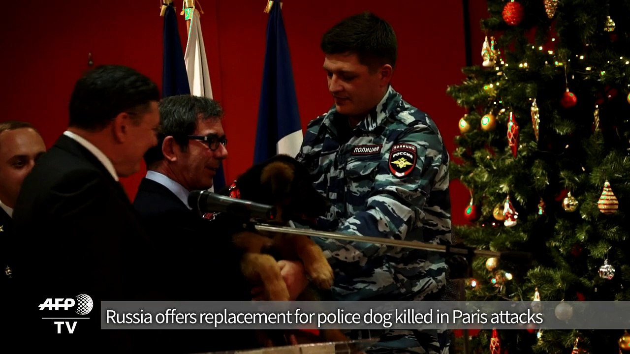 Russia offers replacement for police dog killed in Paris raids