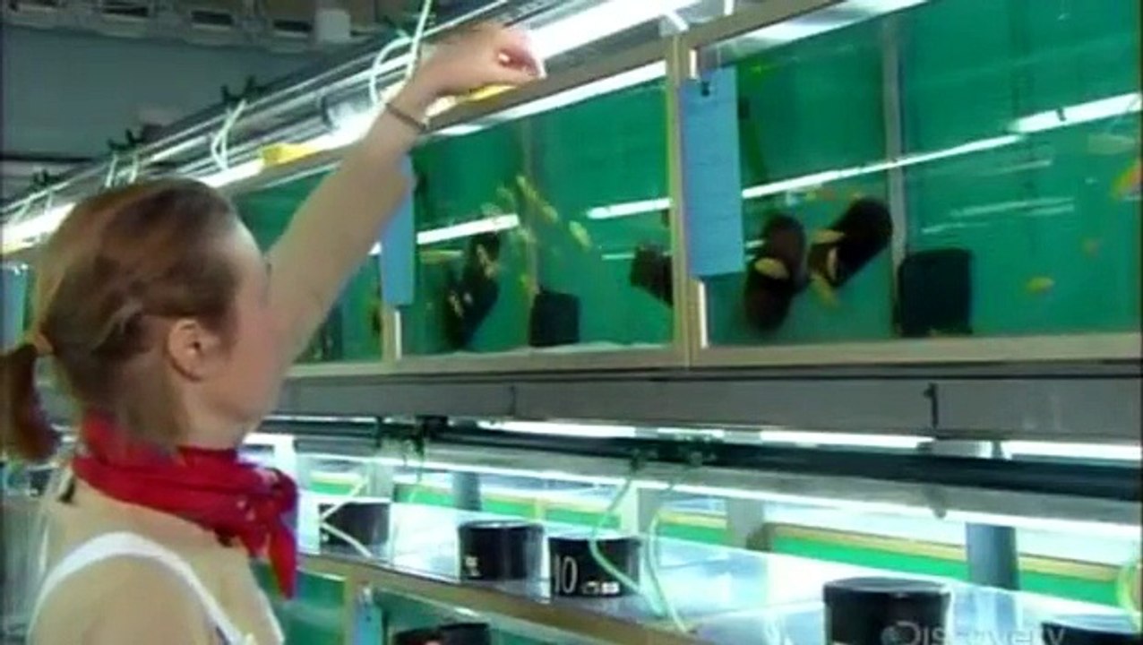 How It’s Made Fish Food