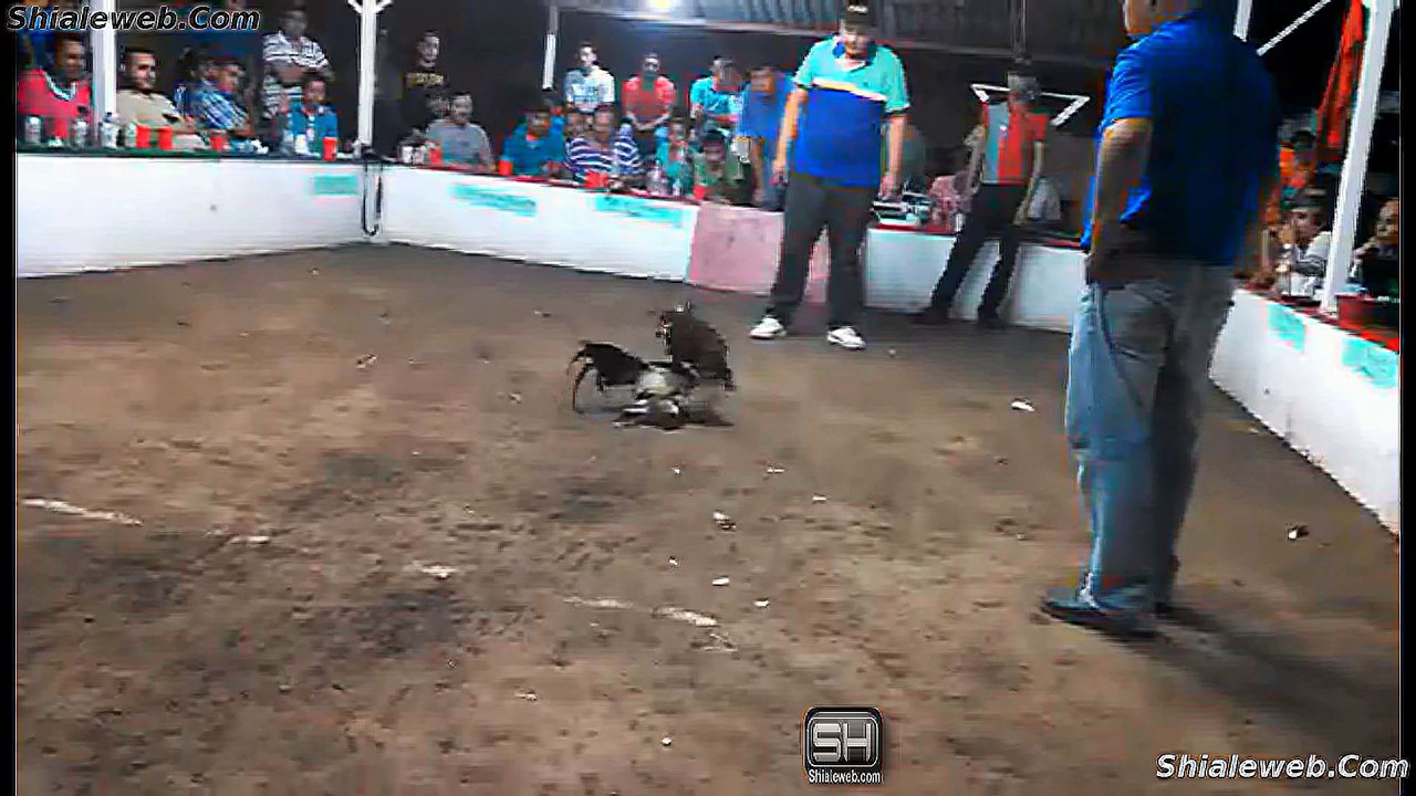 PELEA DE GALLOS EN EL PALENQUE MICHOACAN MEXICO GRAN FINAL DEL