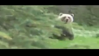 Grizzly bears charge camera man