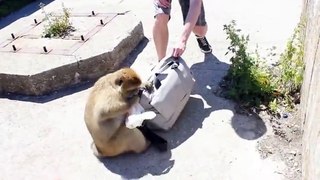 Gibraltar monkey stealing and casually eating a sandwich