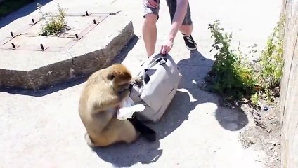 Gibraltar monkey stealing and casually eating a sandwich