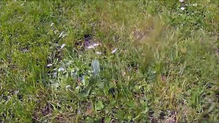 [L1] La Rochette - Lycée Benjamin Franklin