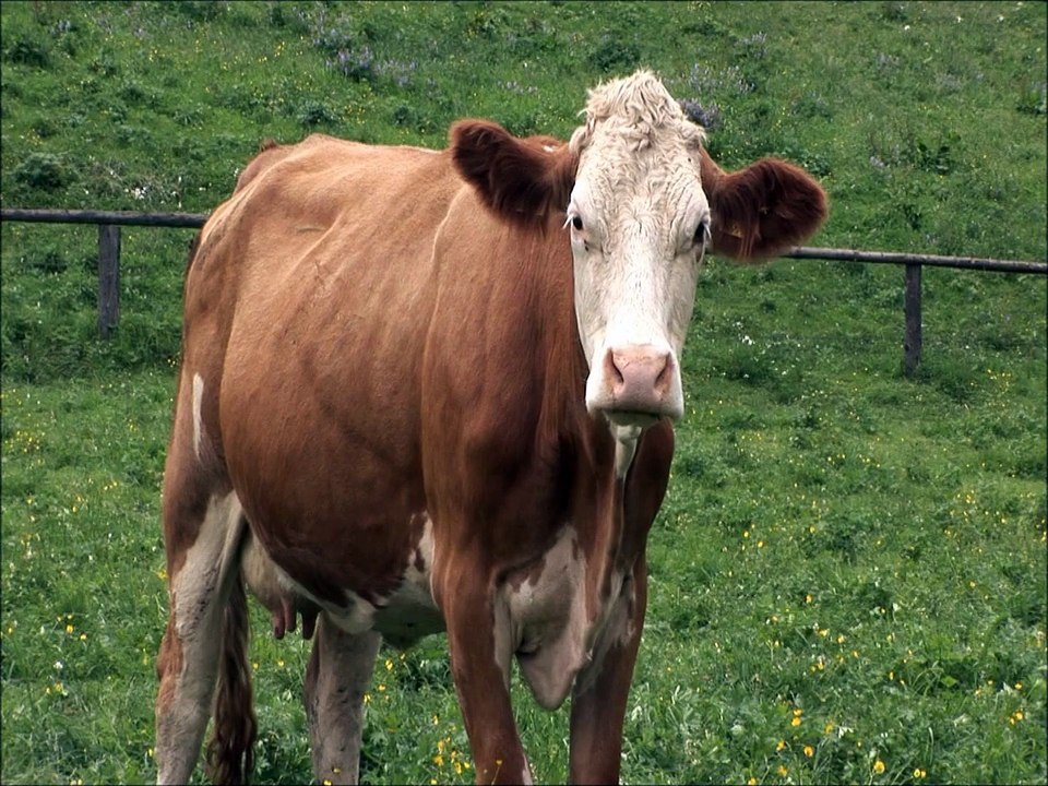 Fun Farm Animal Facts for Children - Kids Learning