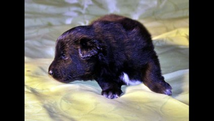 2015 11 Ghais 3 et 4