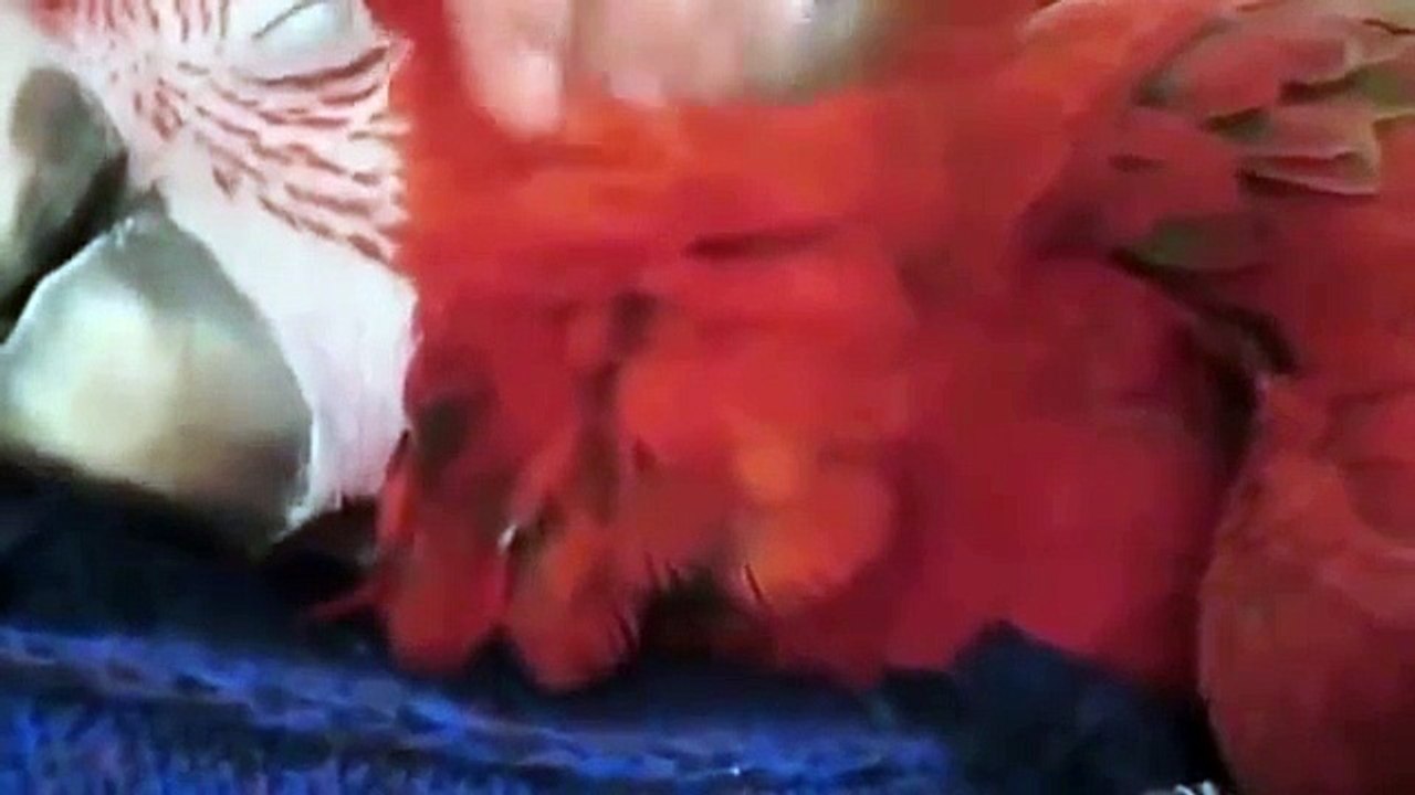 Piadas vídeo abrangidos 2015! Melhores vídeos engraçados, Piadas