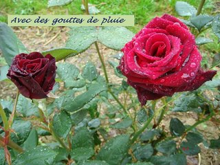 QUELQUES ROSES, PAYS BASQUE