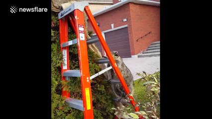 Funny raccoon wants to help decorate a tree