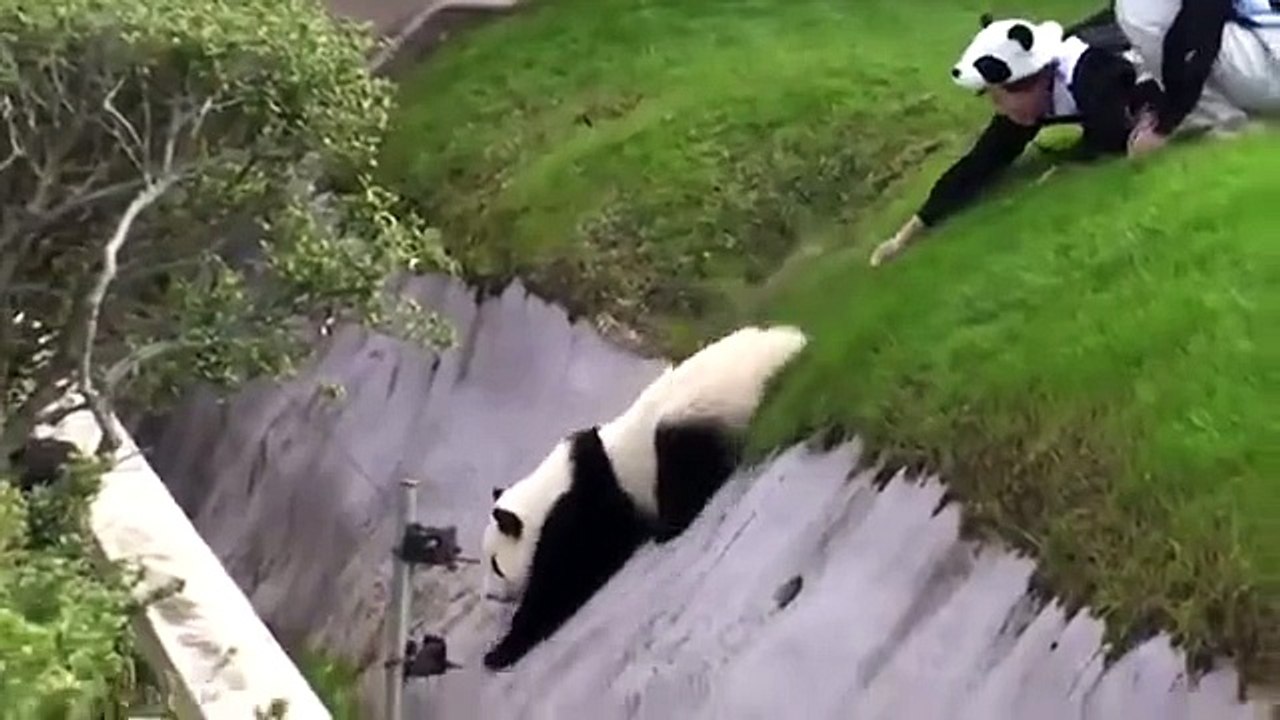 Sevimli Panda