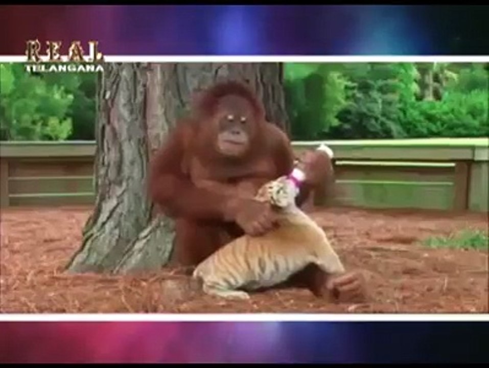 Best Funny video