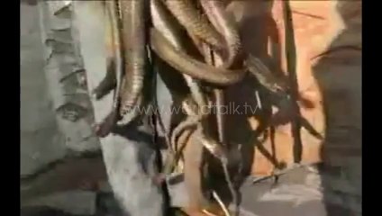 10 Years Old Girl - Queen of SNAKES