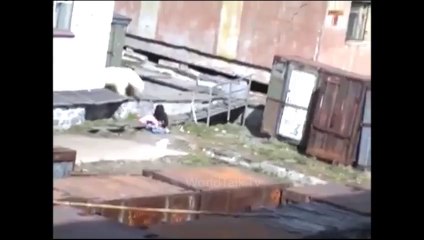 OMG !!! What the POLAR BEAR has done with this