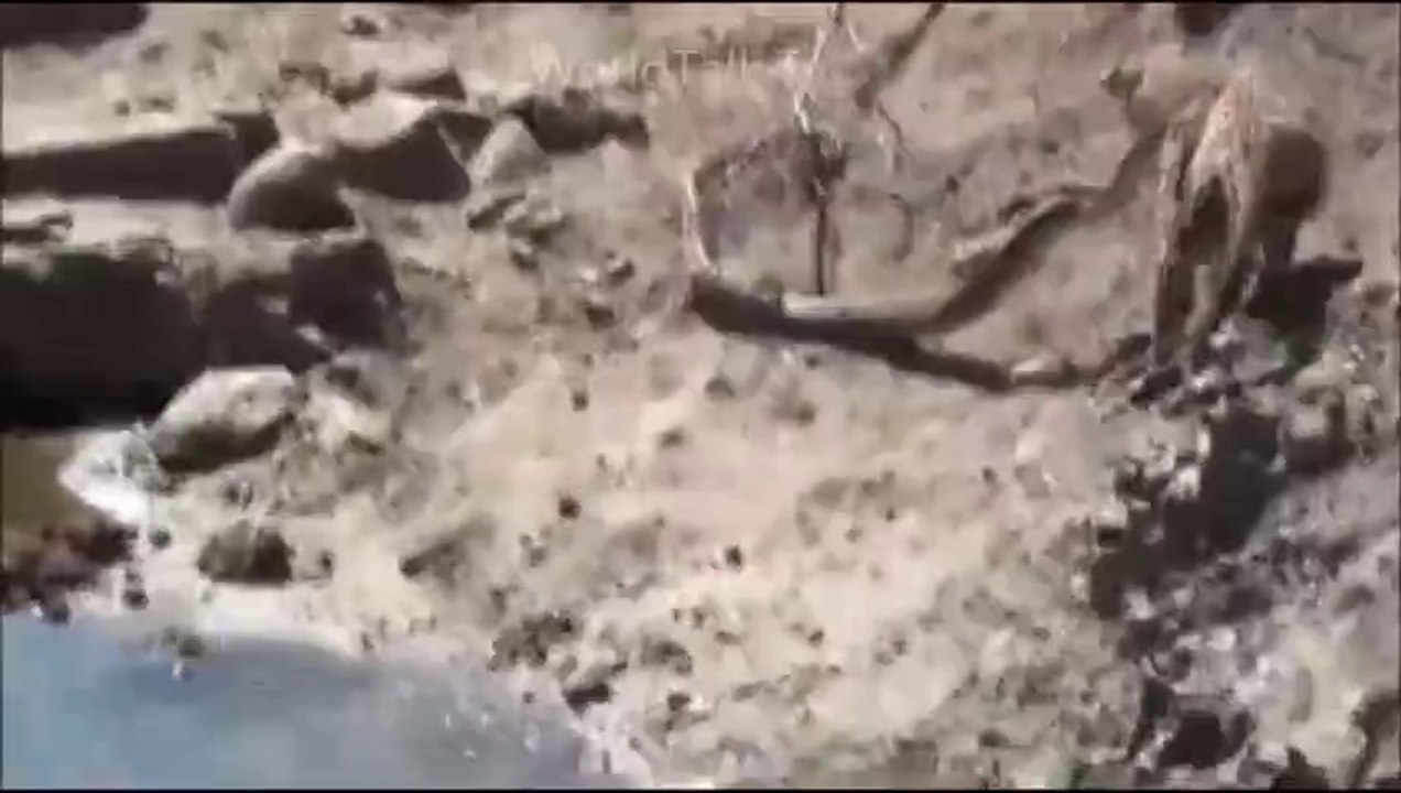 Panther VS Black Cobra