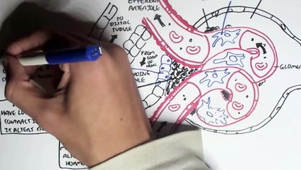 Nephrology - Kidney and Nephron Overview