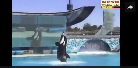 Xiếc cá heo - Nhạc thiếu nhi vui Remix 2015 .[HD]