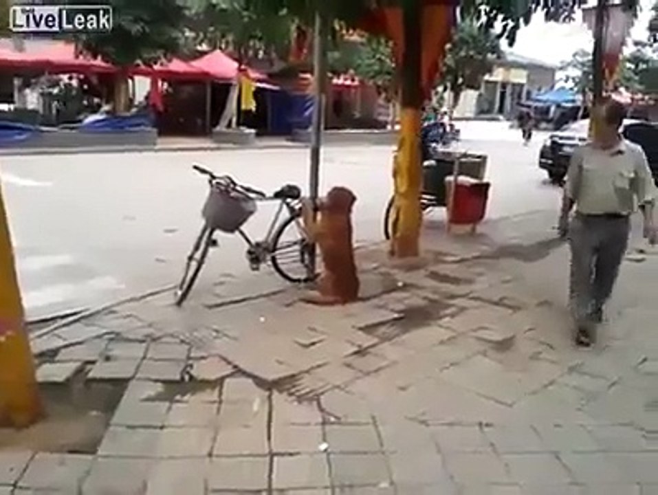 Ce chien garde le vélo de son maitre... Trop mignon