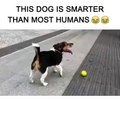 This dog is smarter than most humans