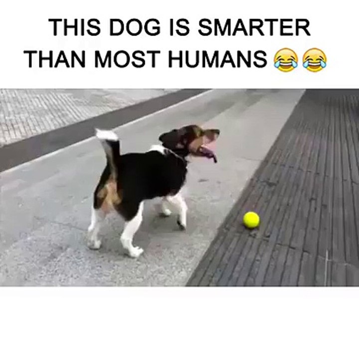 This dog is smarter than most humans