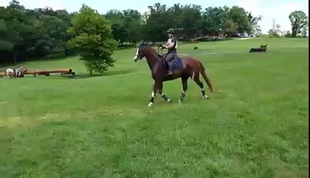 Un cheval hésitant saute un obstacle