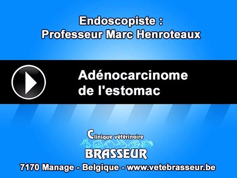 Adénocarcinome de l'estomac - Clinique vétérinaire Brasseur