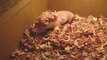 So cute Baby Pig wakes up from his Nap