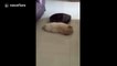 Stubborn dog refuses to make way for robot cleaner