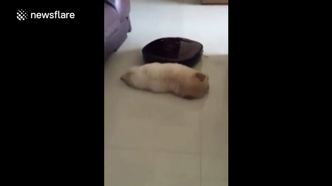 Stubborn dog refuses to make way for robot cleaner