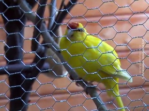 Borski Zoo vrt proslavio četvrti rođendan, 08. decembar 2015. (RTV Bor)