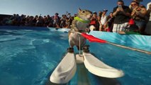 Белка на водных лыжах _ GoPro Twiggy the Waterskiing Squirrel