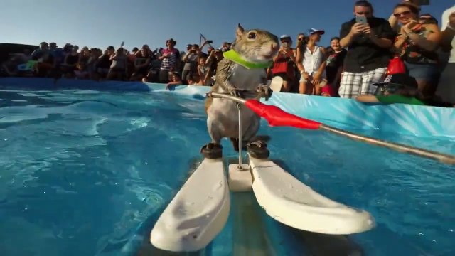 Белка на водных лыжах _ GoPro Twiggy the Waterskiing Squirrel