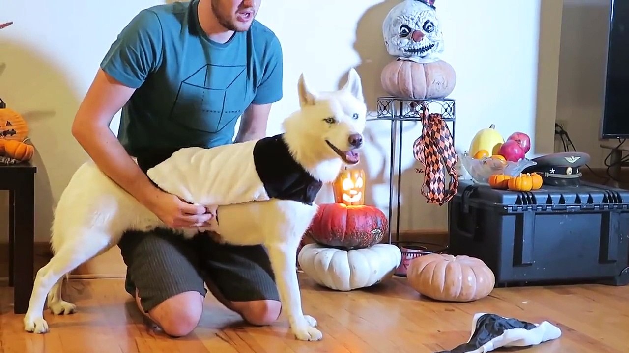 10 Cool Dog Halloween Costumes Test
