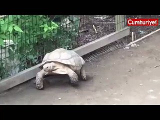 Arkadaşını kurtaran kahraman kaplumbağa