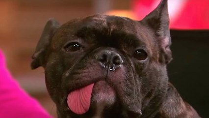 Zapping du 8 décembre 2015 - Le chien dépressif de Carrie Fisher (Star Wars) !