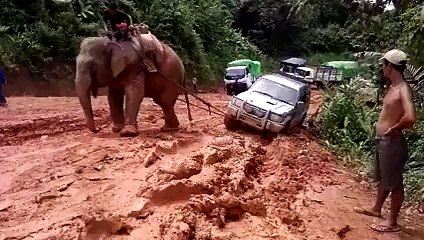 Un éléphant dépanne un 4x4 embourbé