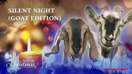 Douce nuit sainte nuit par des chèvres