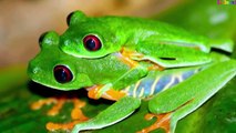 Nhạc thiếu nhi vui nhộn Chú ếch con - Giúp bé nhận biết hình ảnh và động vật