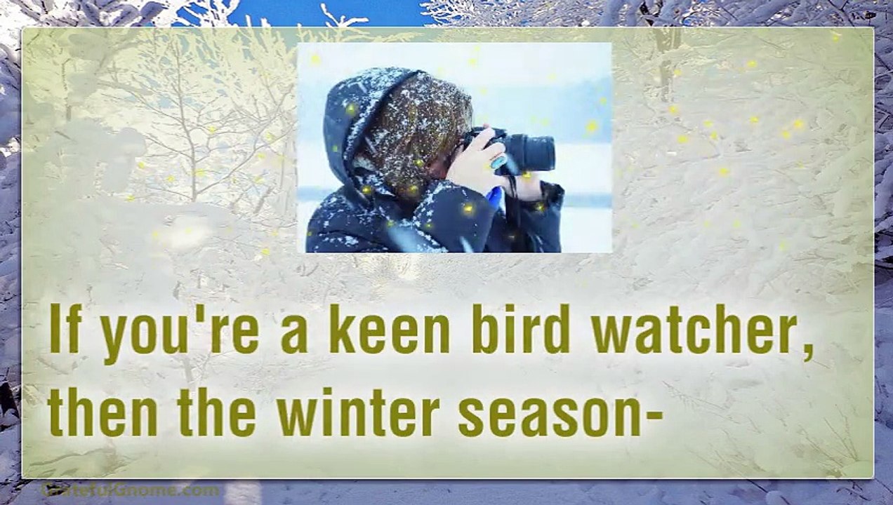 Winter Birds - Your Ultimate Guide